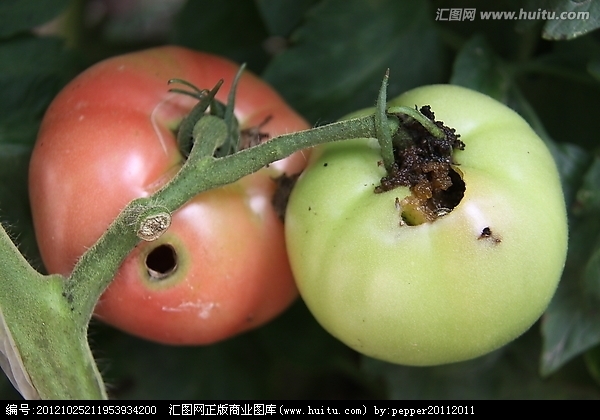 番茄生长期主要病害识别要点